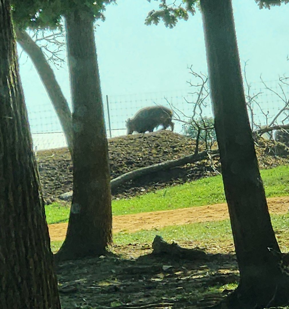 Lazy 5 Ranch - Unknown ungulate (possibly a Himalayan Tahr?)