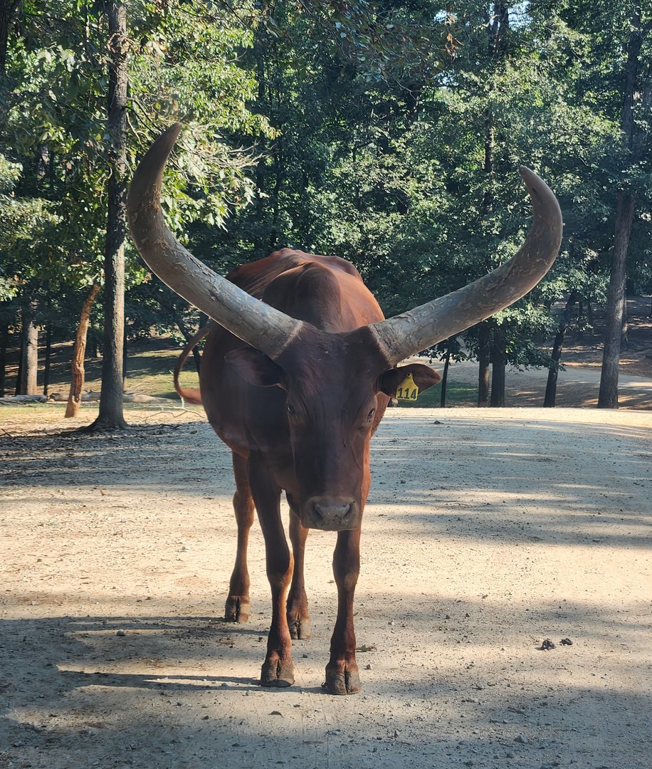 Lazy 5 Ranch - Watusi blocking the road