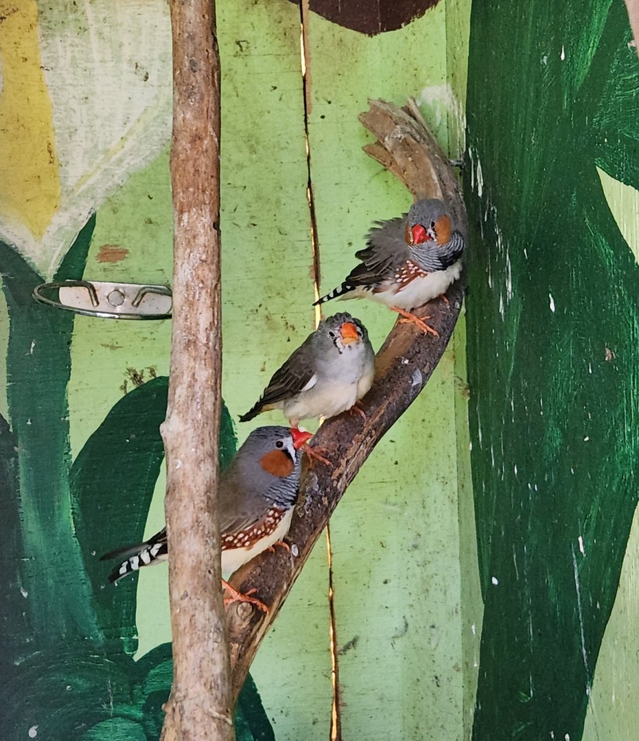 Lazy 5 Ranch - Zebra Finches