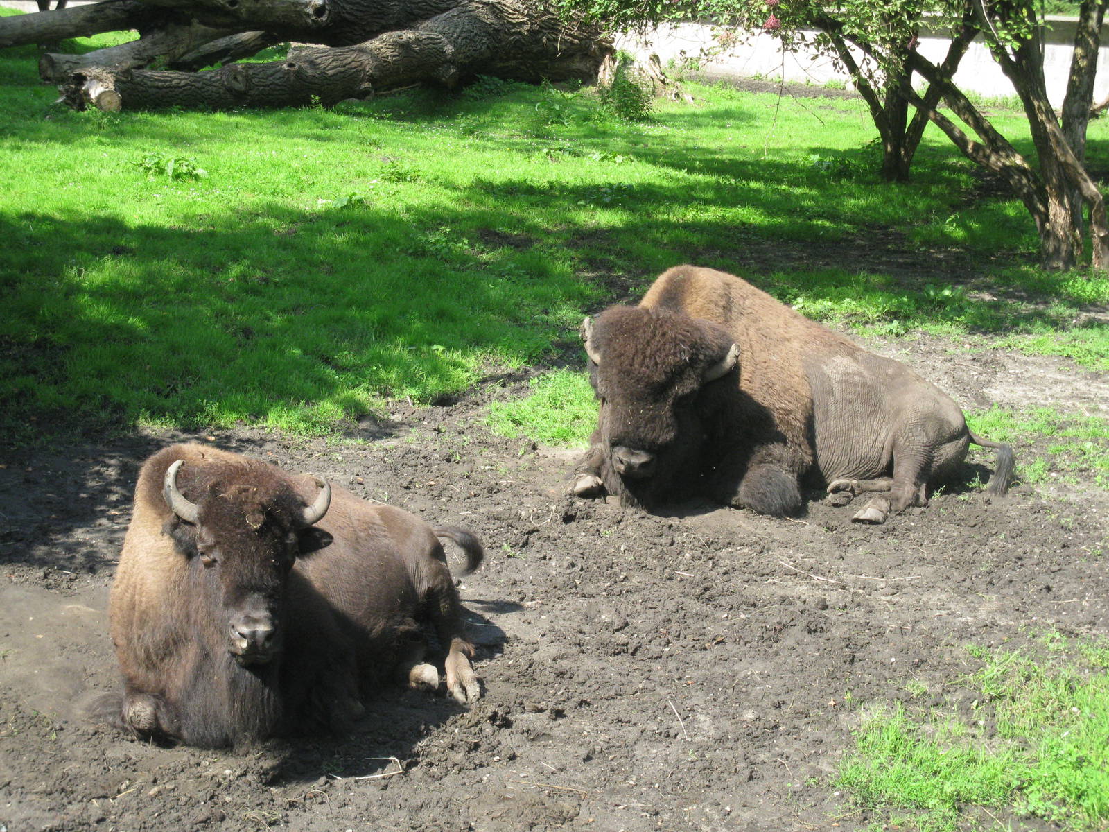 Lazy Bisons
