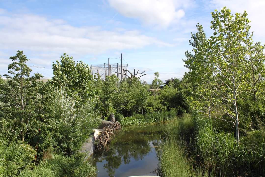 Lazy boat ride planting