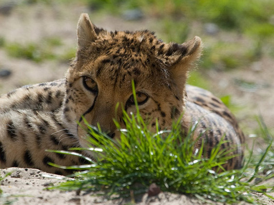 Lazy Cheetah