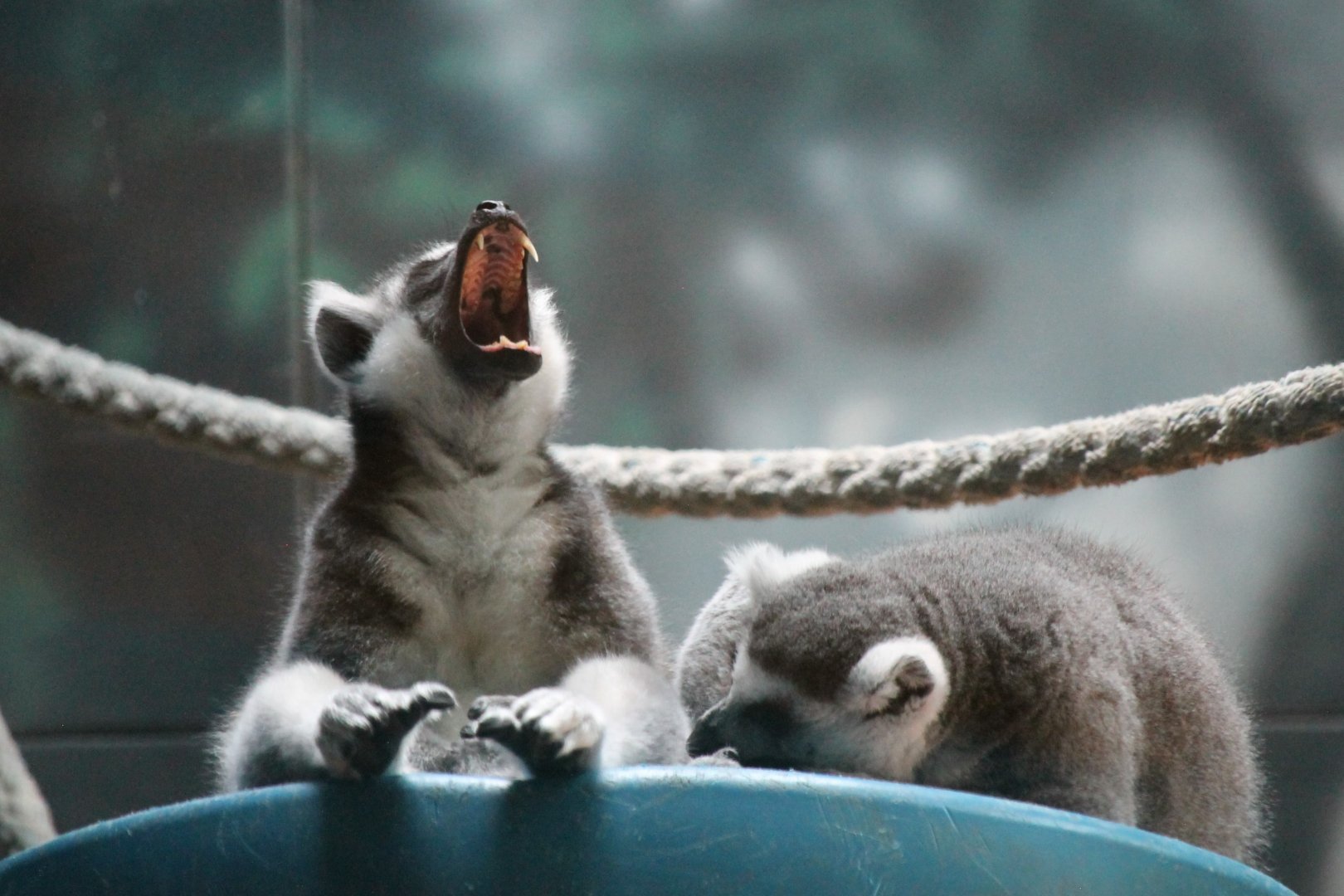Lazy Lemurs