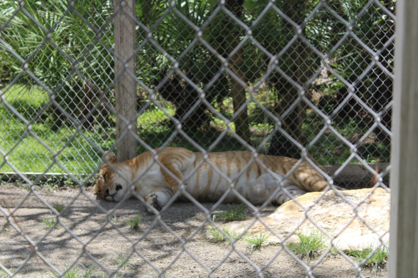 Lazy Liger - Mccarthy Wildlife Sanctuary