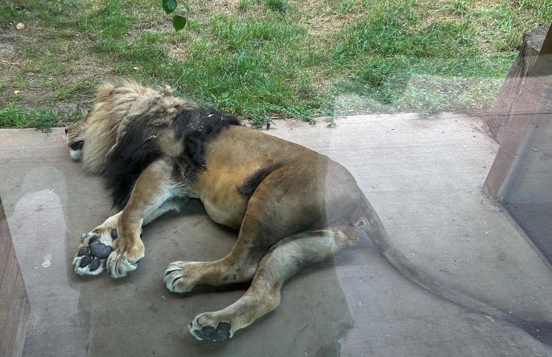 Lazy Lion (7/12/25)