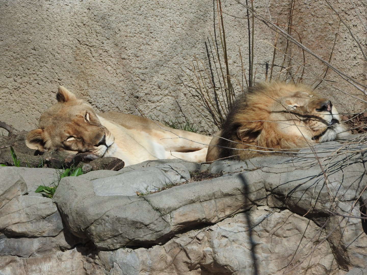 Lazy Lions