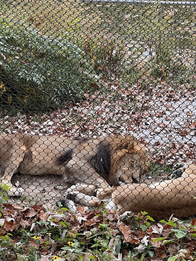 Lazy lions
