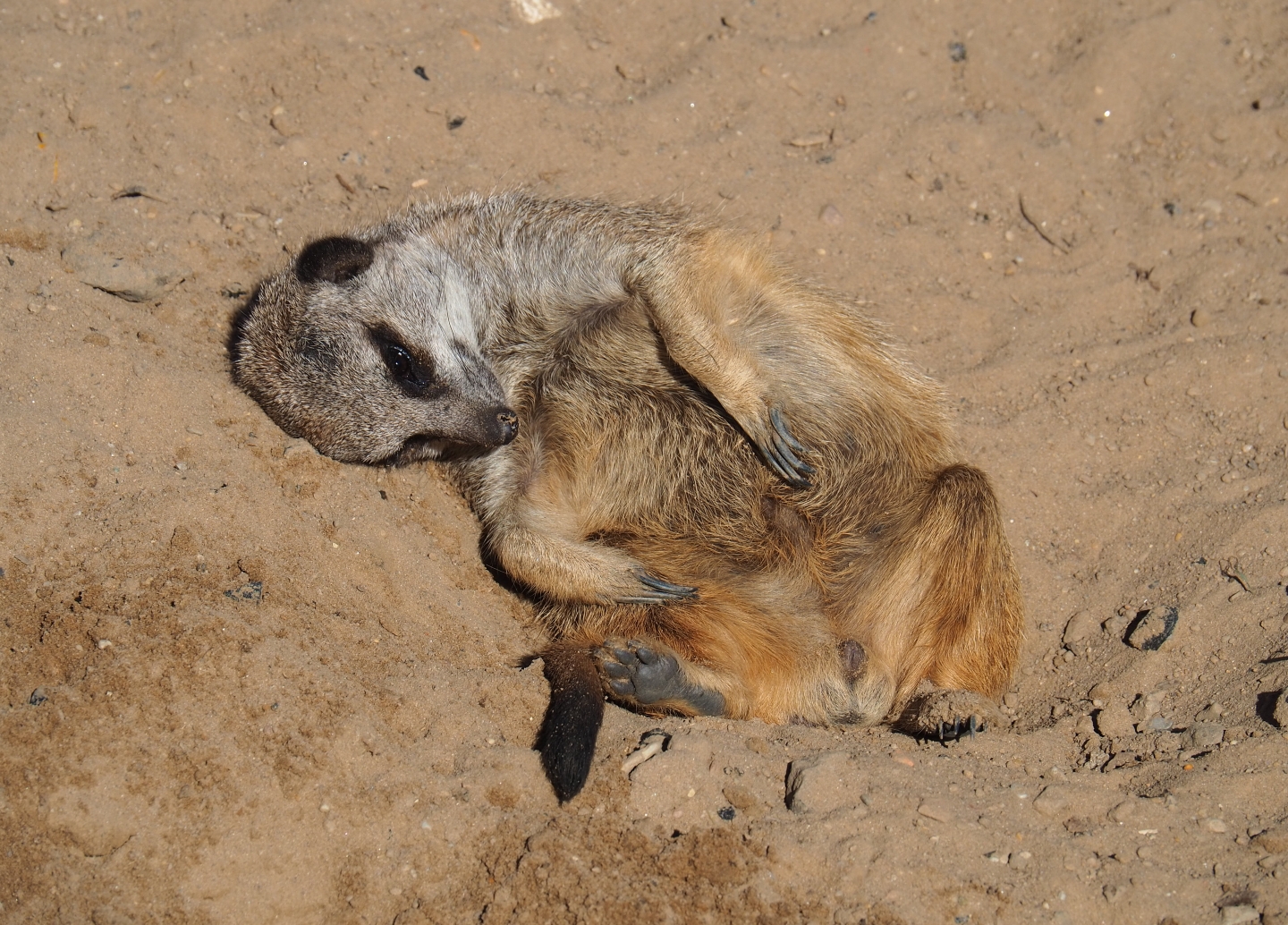 Lazy meerkat (Suricata suricatta), Oct 13th, 2018