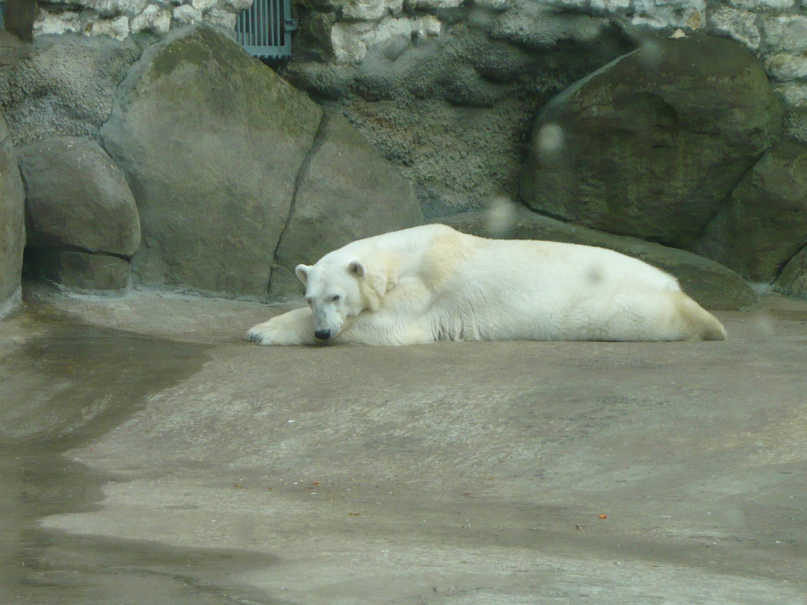 Lazy Polar bear