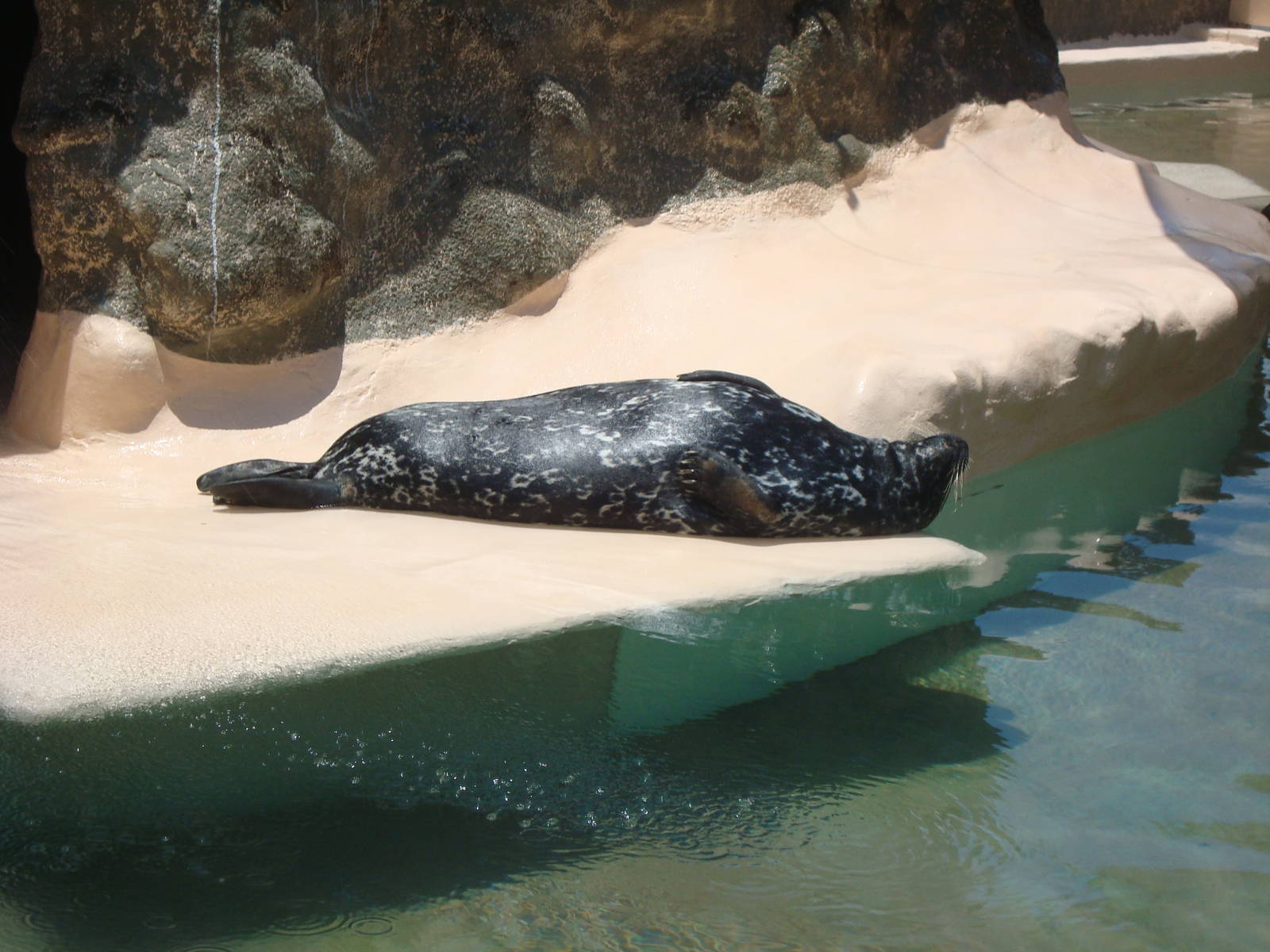 Lazy seal