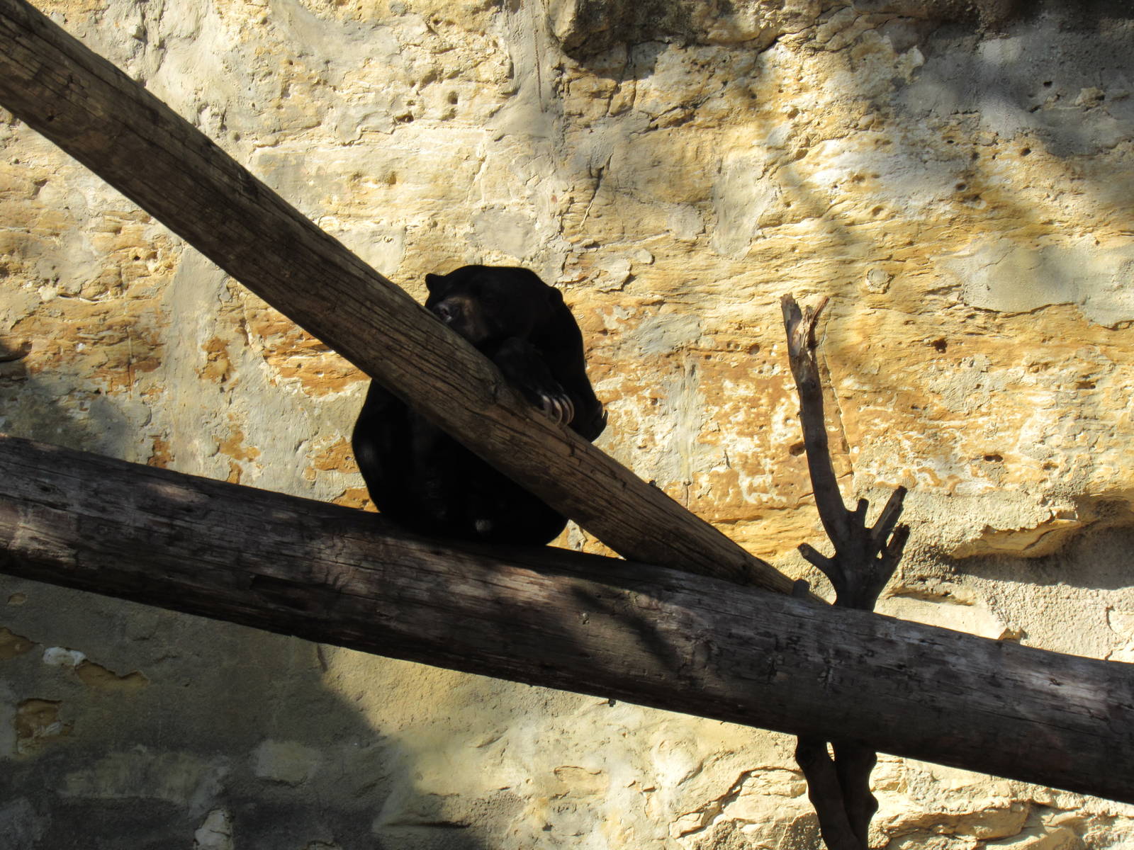 Lazy Sun Bear