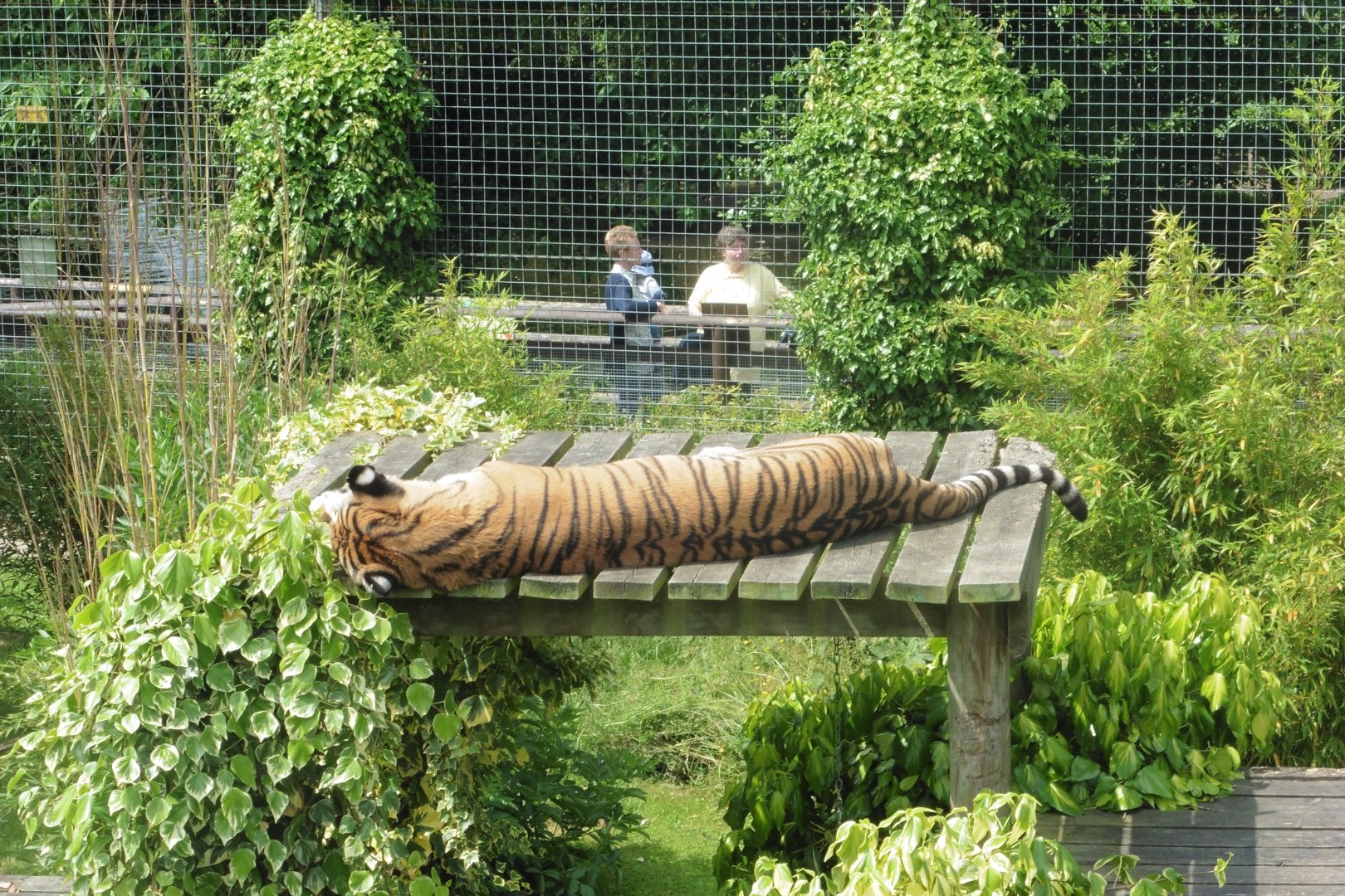 Lazy Tiger