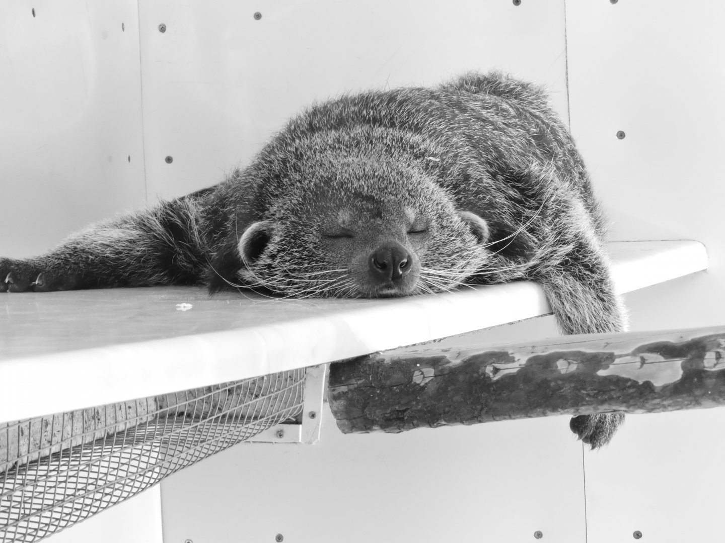 Lazy Zoo Days - Binturong Snooze