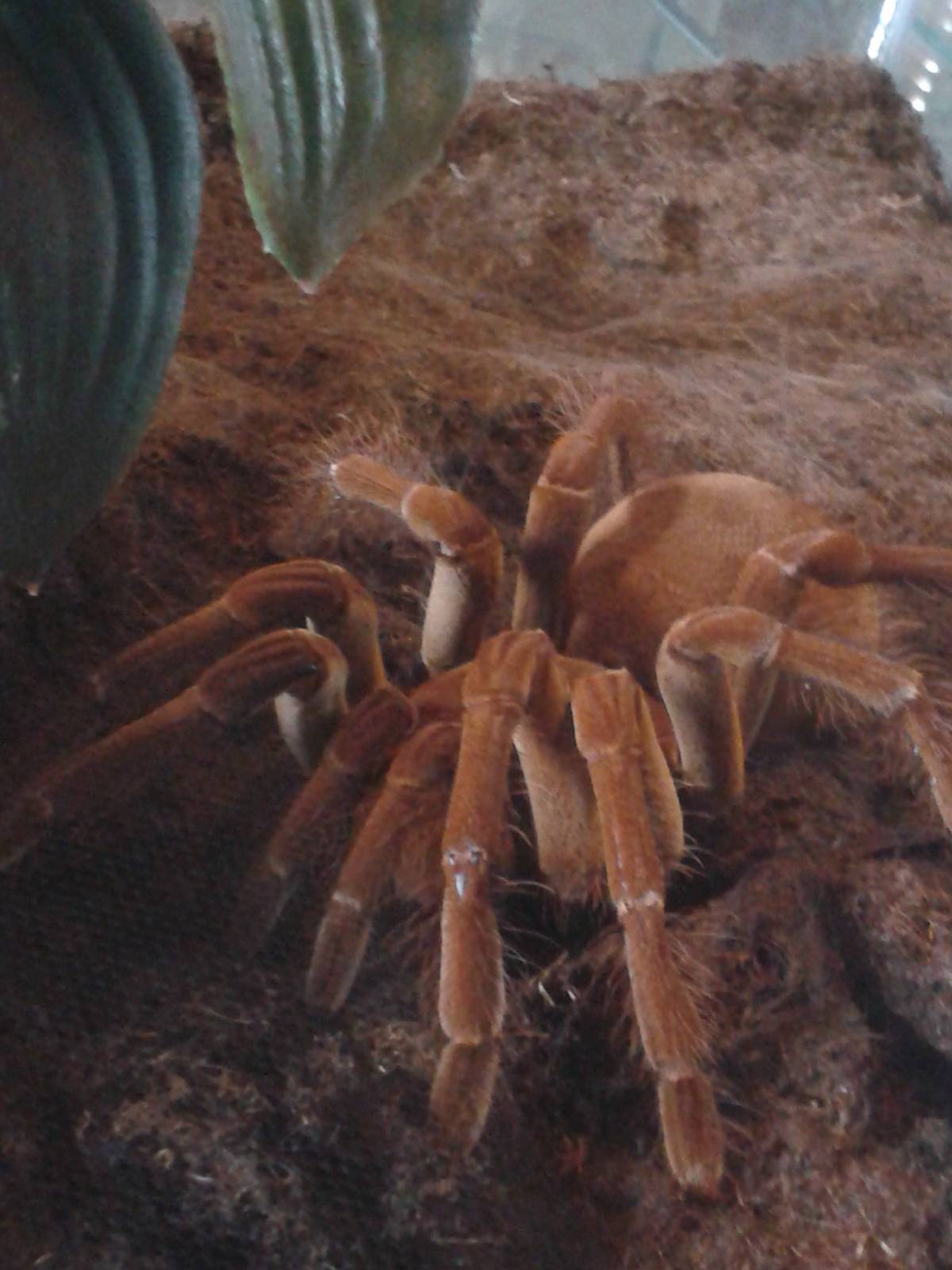 Le Blond's bird-eating spider