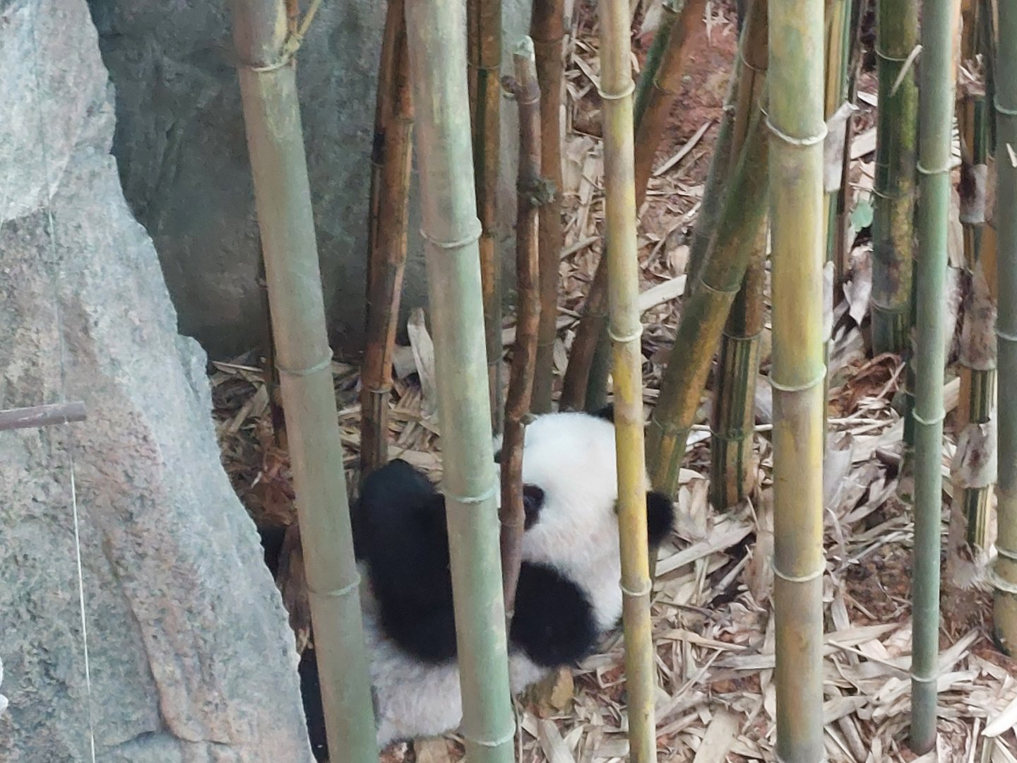 Le Le hiding in the bamboo