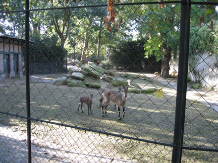 Le Menagerie, Oct 27, 2009