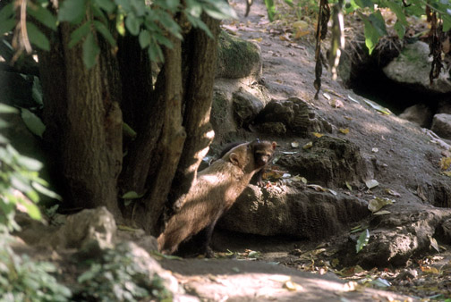 Le Menagerie, Oct 27, 2009