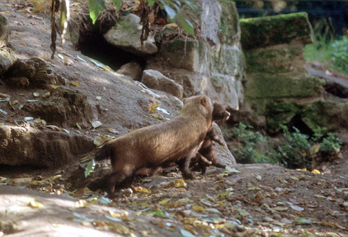 Le Menagerie, Oct 27, 2009