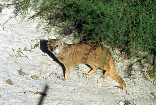 Le Menagerie, Oct 27, 2009