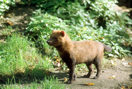 Le Menagerie, Oct 27, 2009