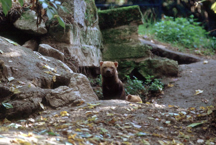 Le Menagerie, Oct 27, 2009