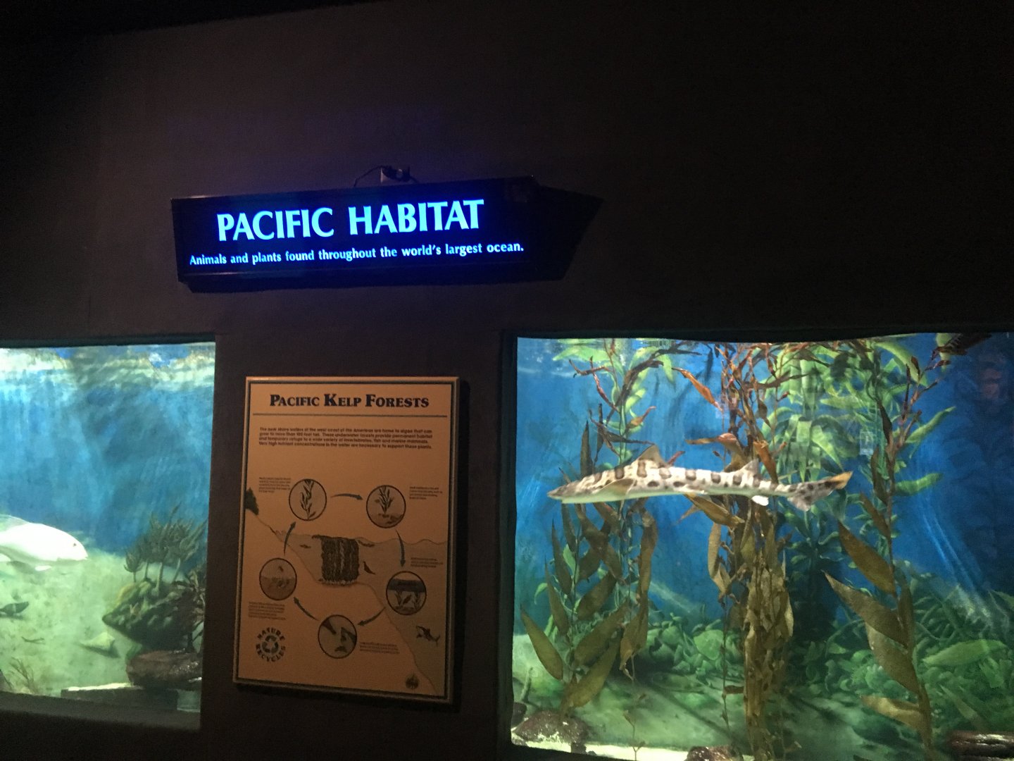 Le Pacific habitat