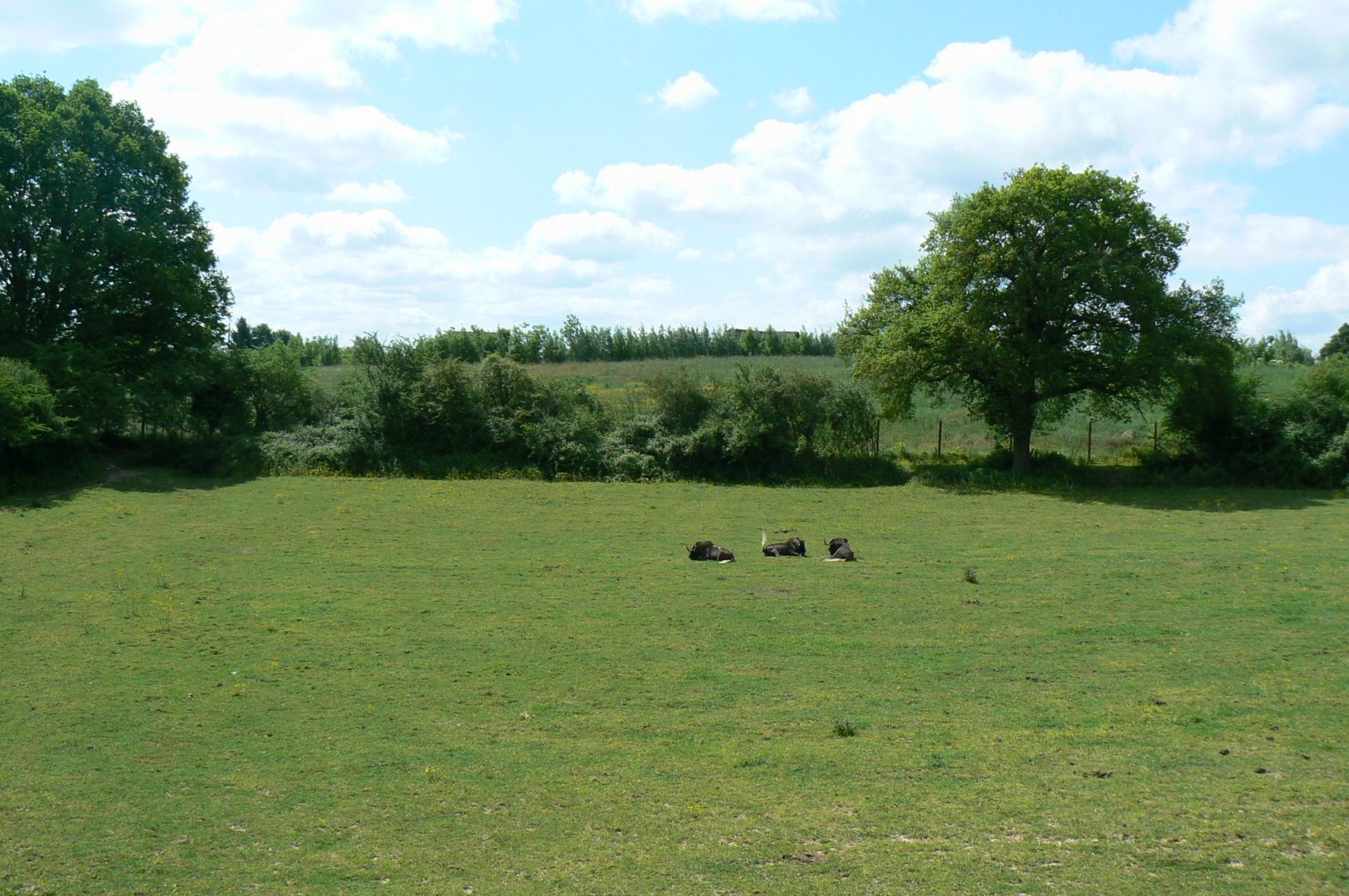 Le Pal - African plain for grevy's zebras, watusis and white-tailed gnus
