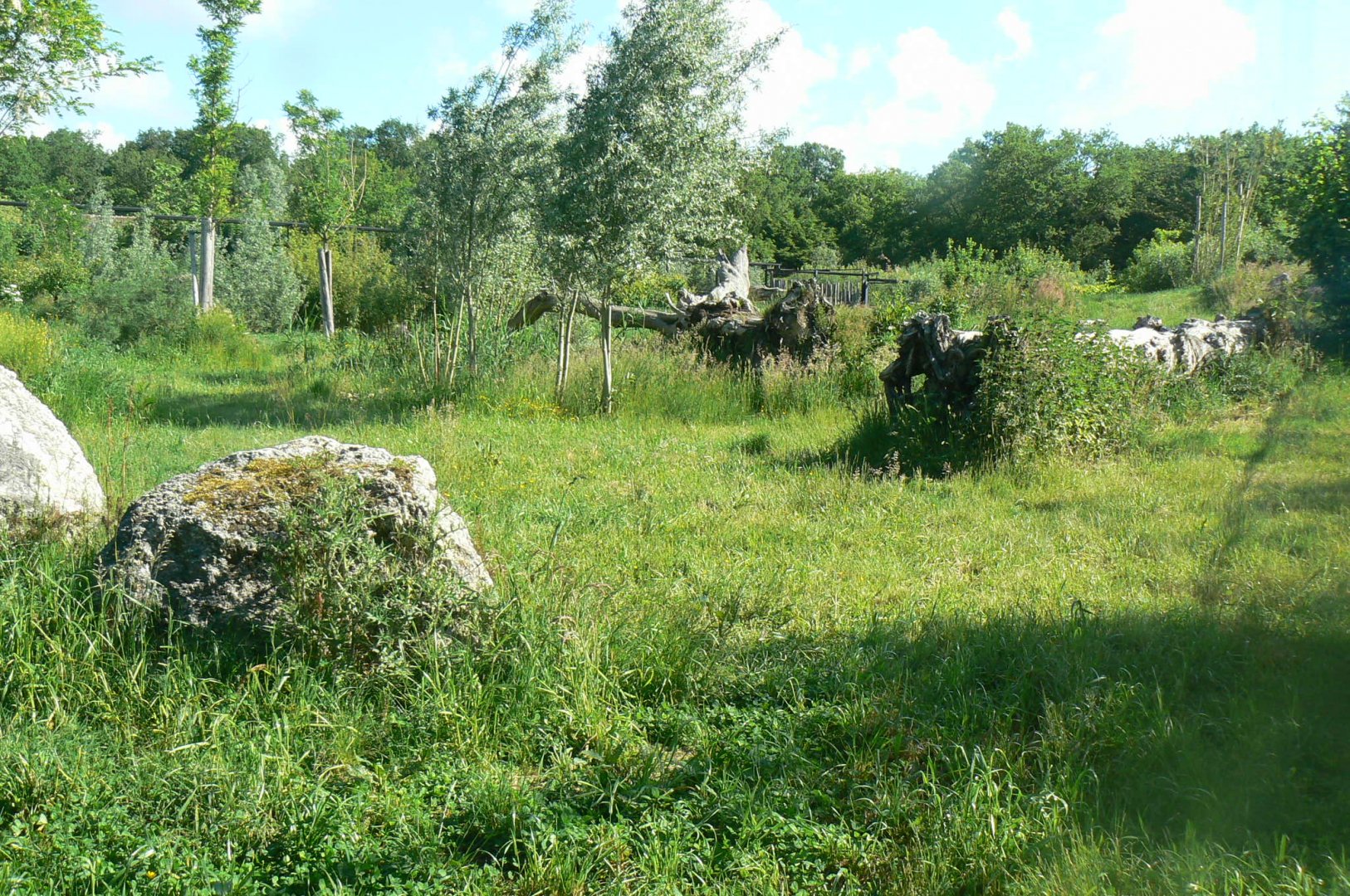 Le Pal - Asiatic lions exhibit
