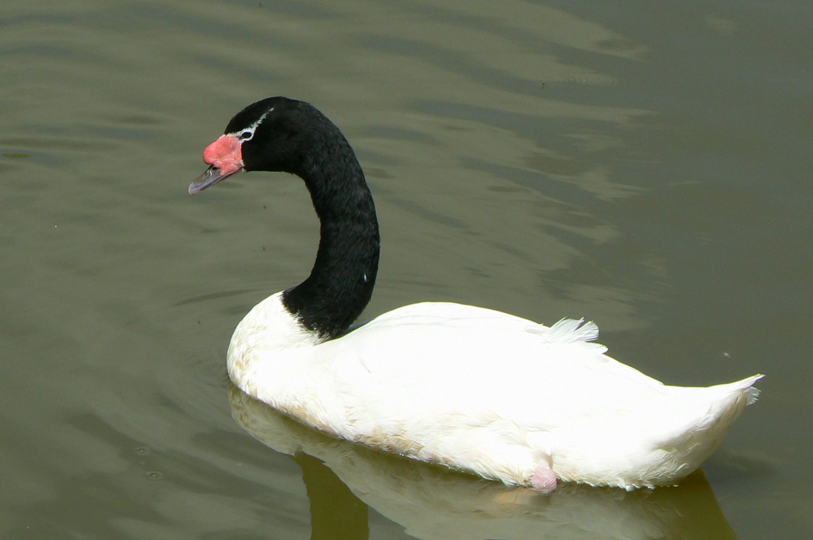 Le Pal - Black necked swan