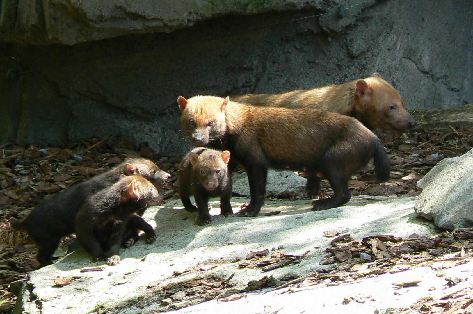 Le Pal - Bush dogs