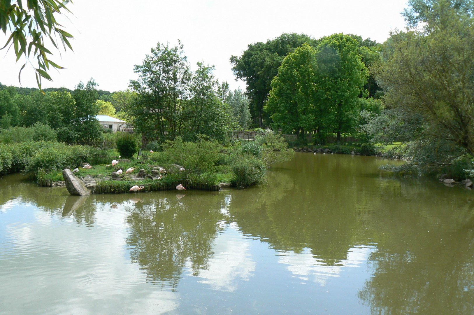Le Pal - Chilean flamingos pond