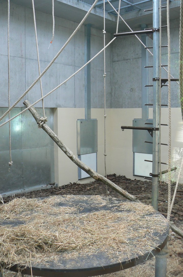 Le Pal - Common chimpanzees indoor enclosure