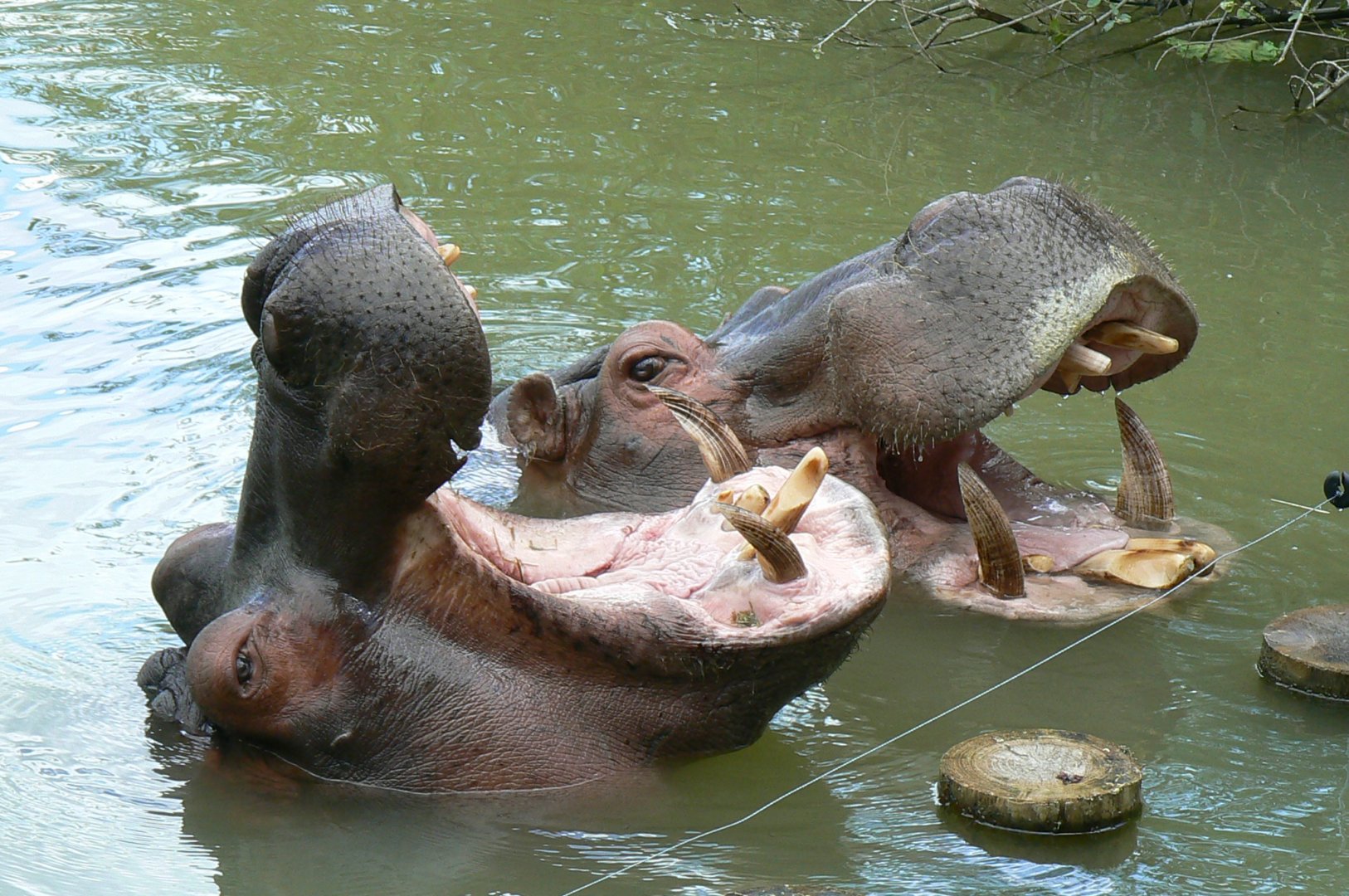 Le Pal - Common hippos feeding time