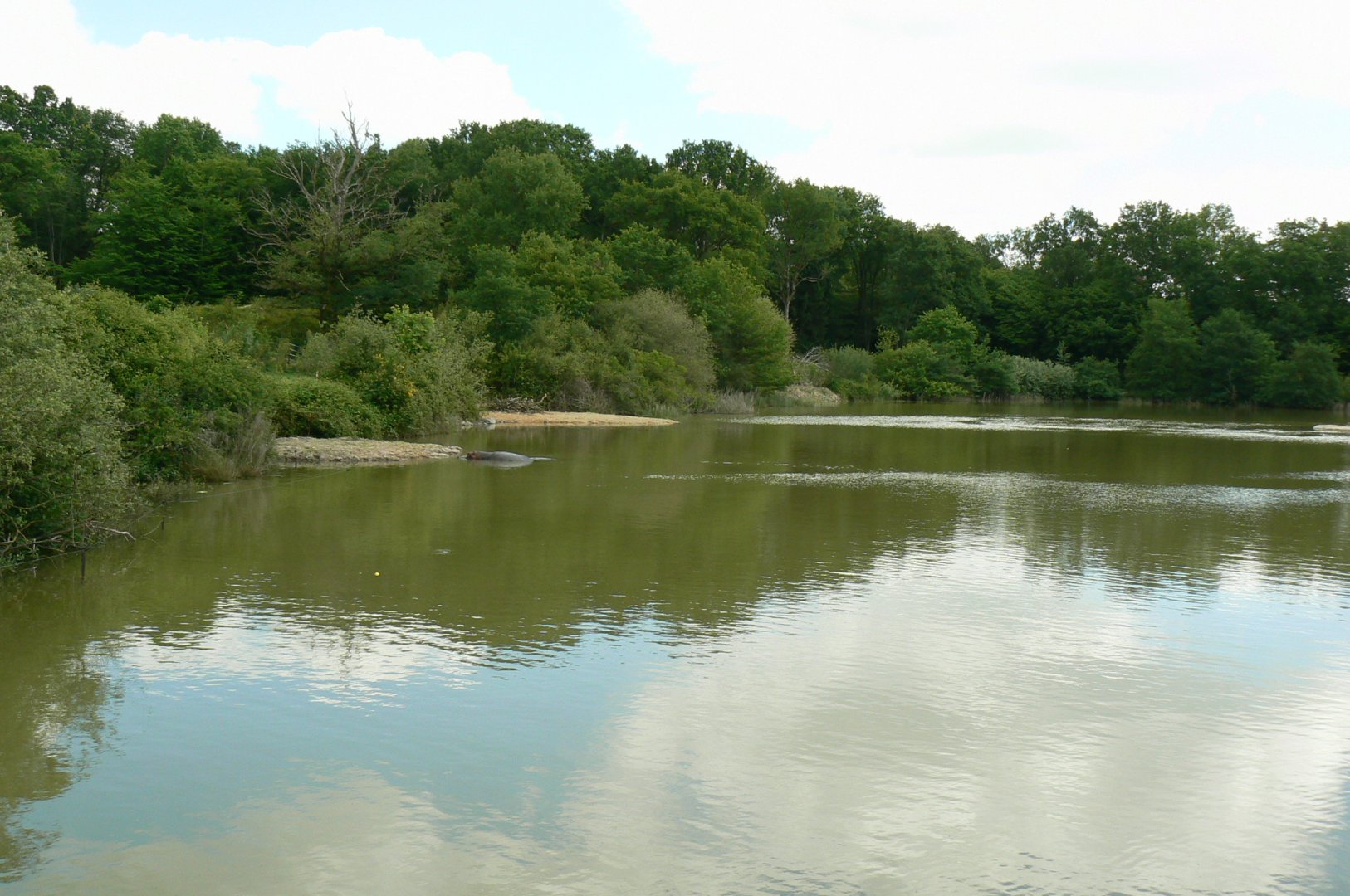 Le Pal - Common hippos lake left side