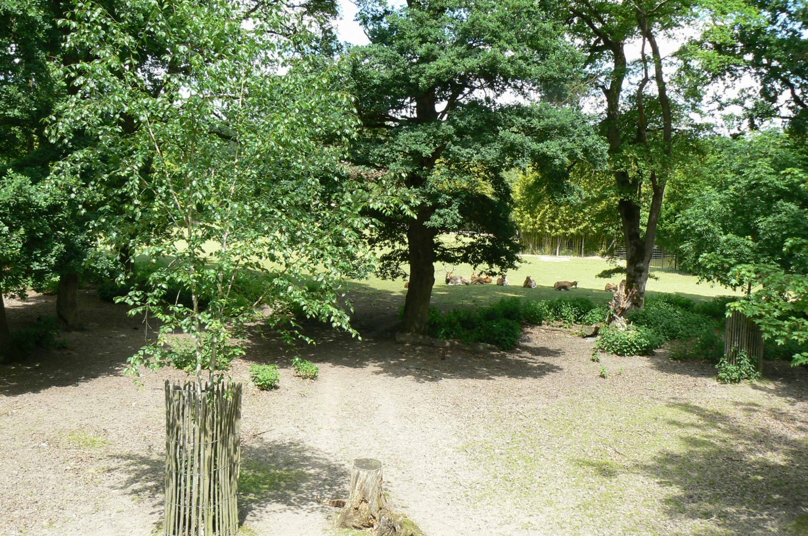 Le Pal - Deers woods