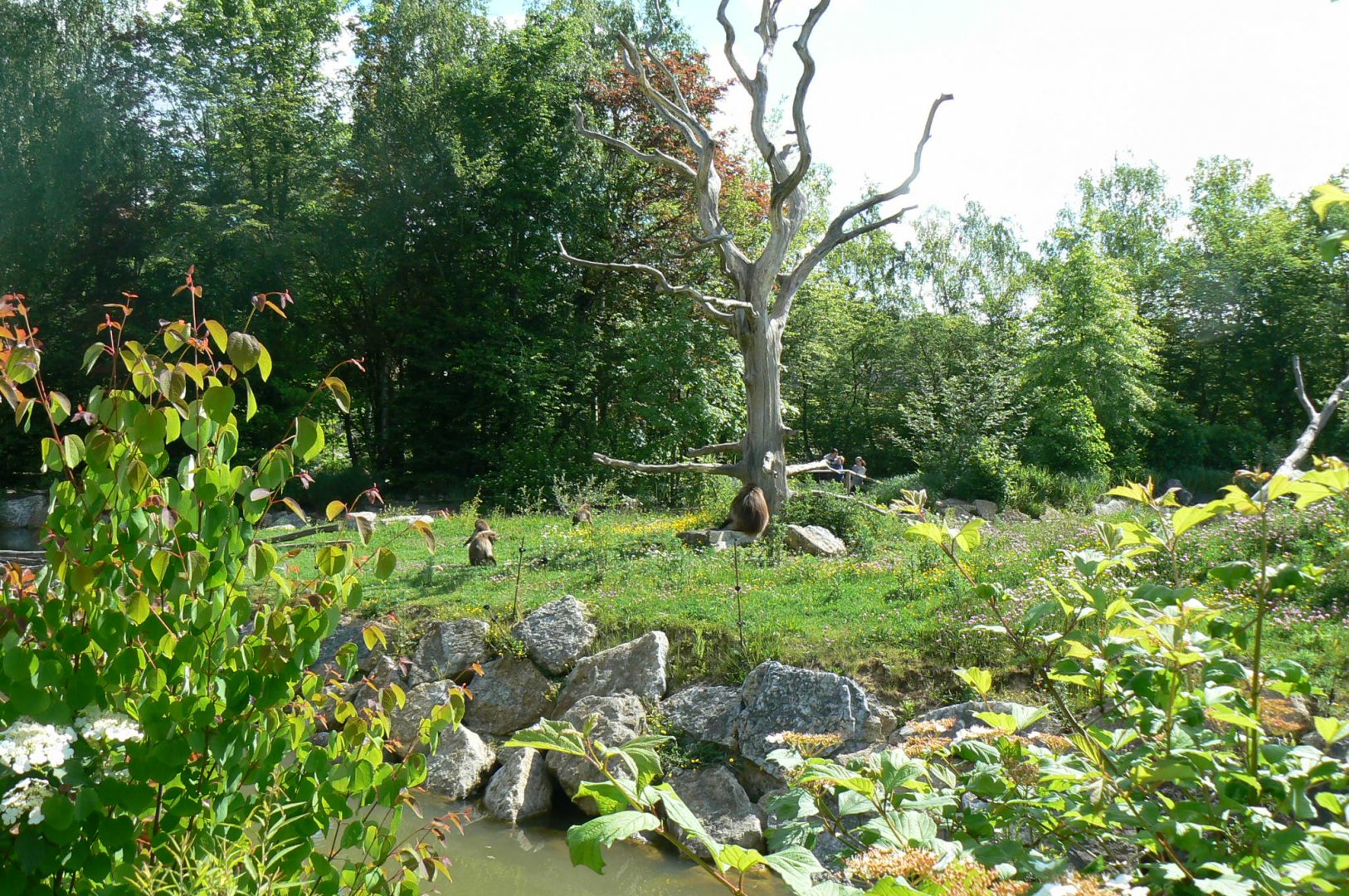 Le Pal - Gelada baboons island