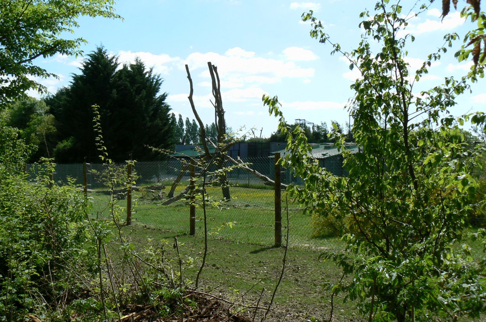 Le Pal - Gelada baboons off-show enclosure