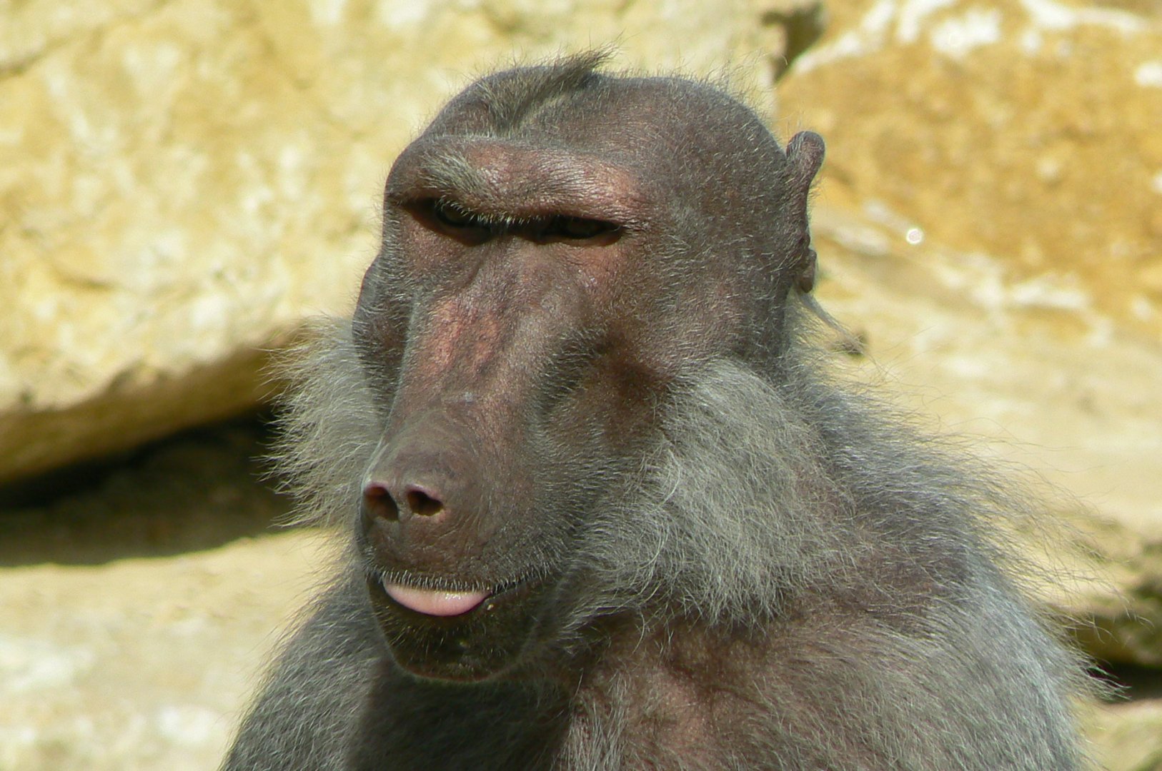 Le Pal - Hamadryas baboon