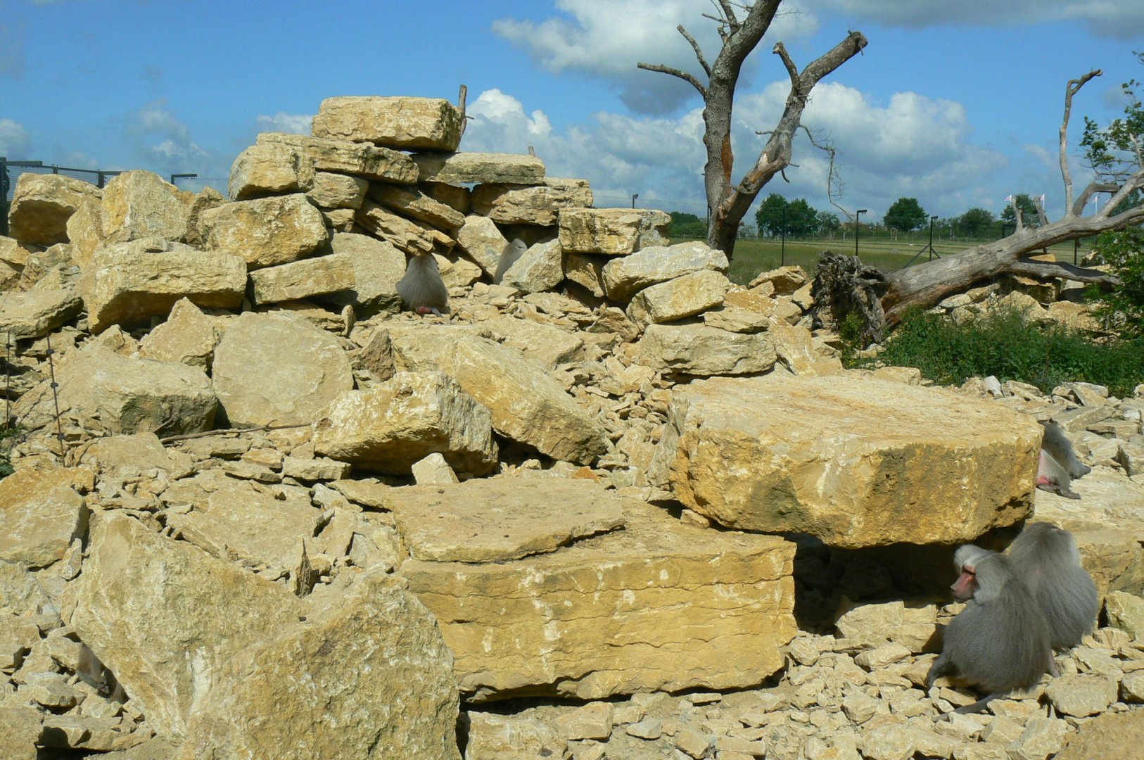 Le Pal - Hamadryas baboons exhibit