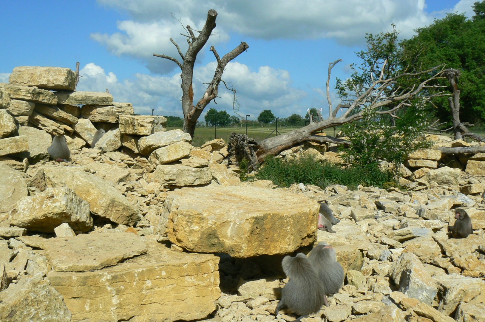 Le Pal - Hamadryas baboons exhibit