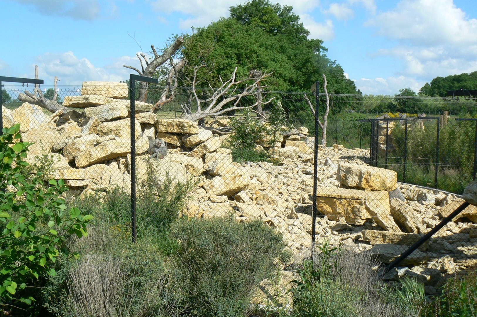 Le Pal - Hamadryas baboons exhibit