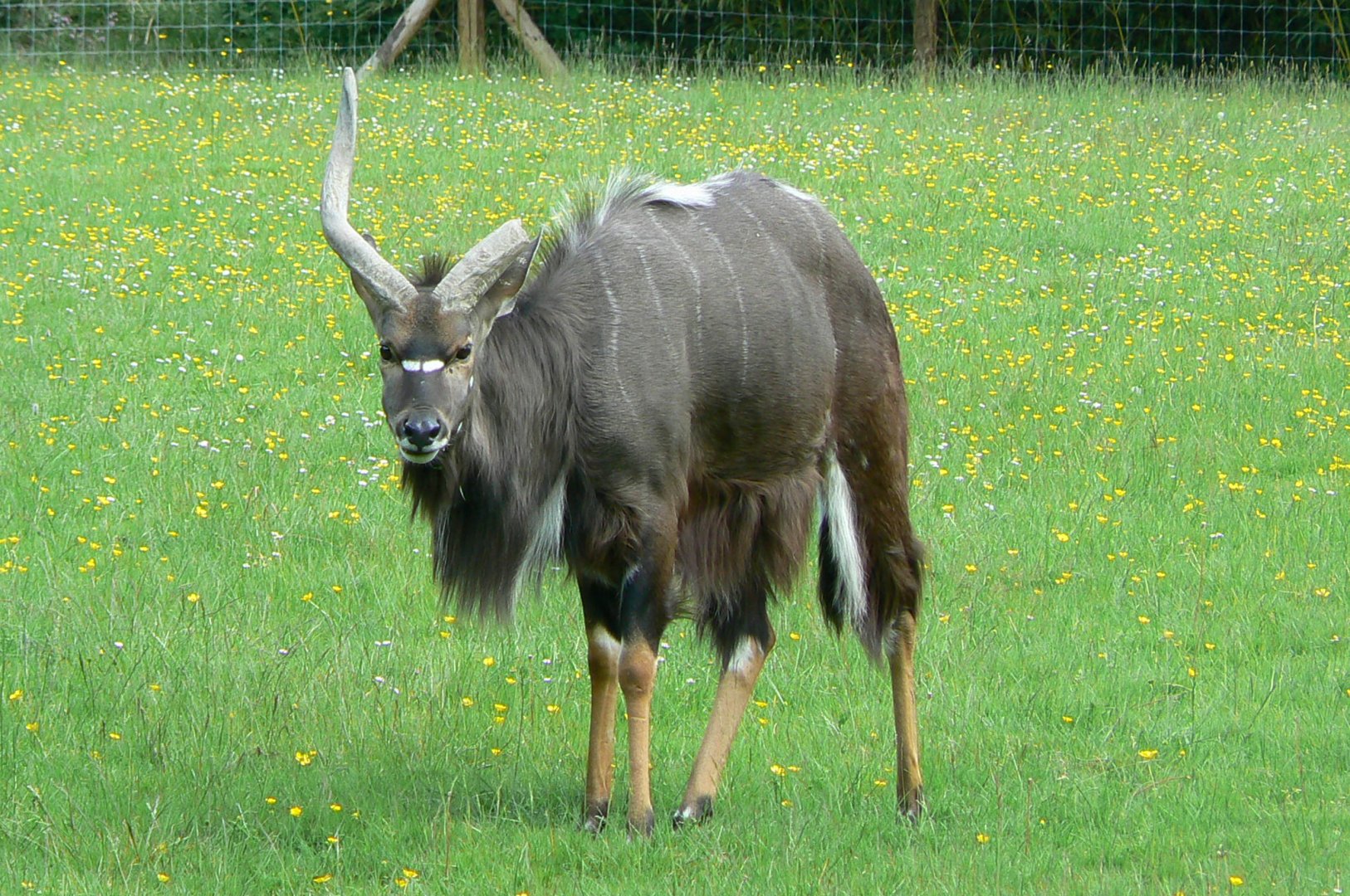 Le Pal - Lowland nyala