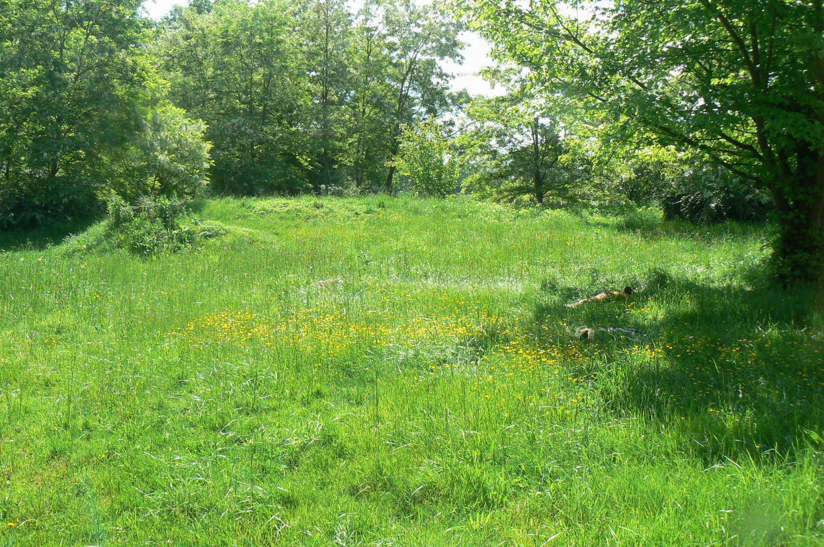 Le Pal - Painted dogs enclosure