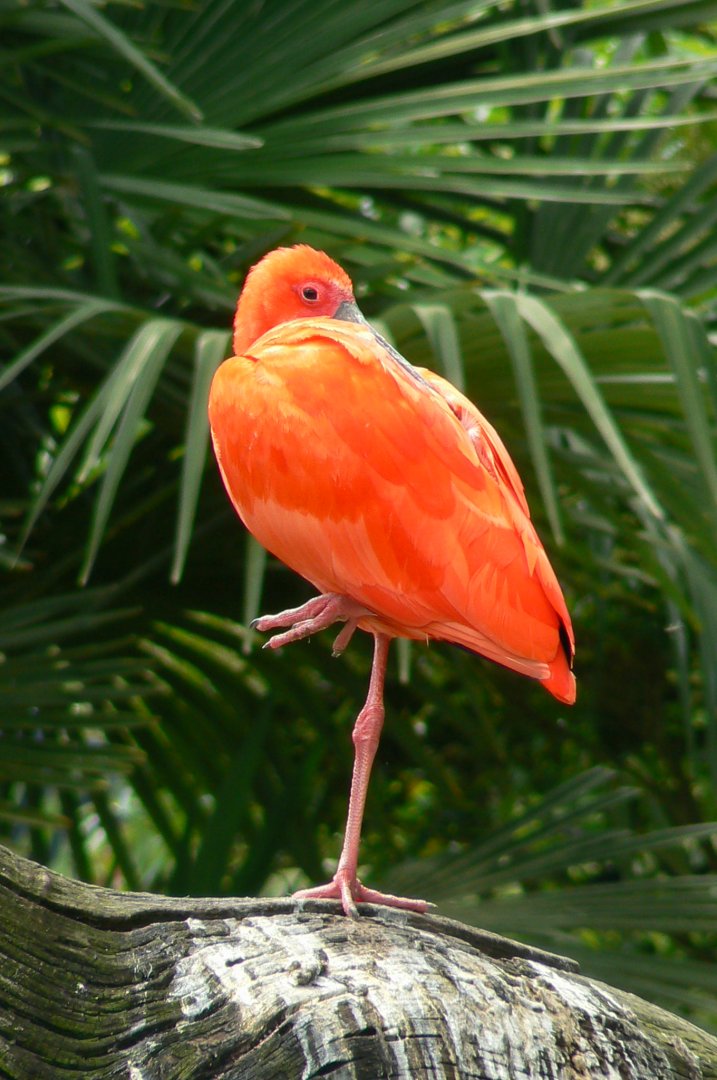 Le Pal - Scarlet ibis