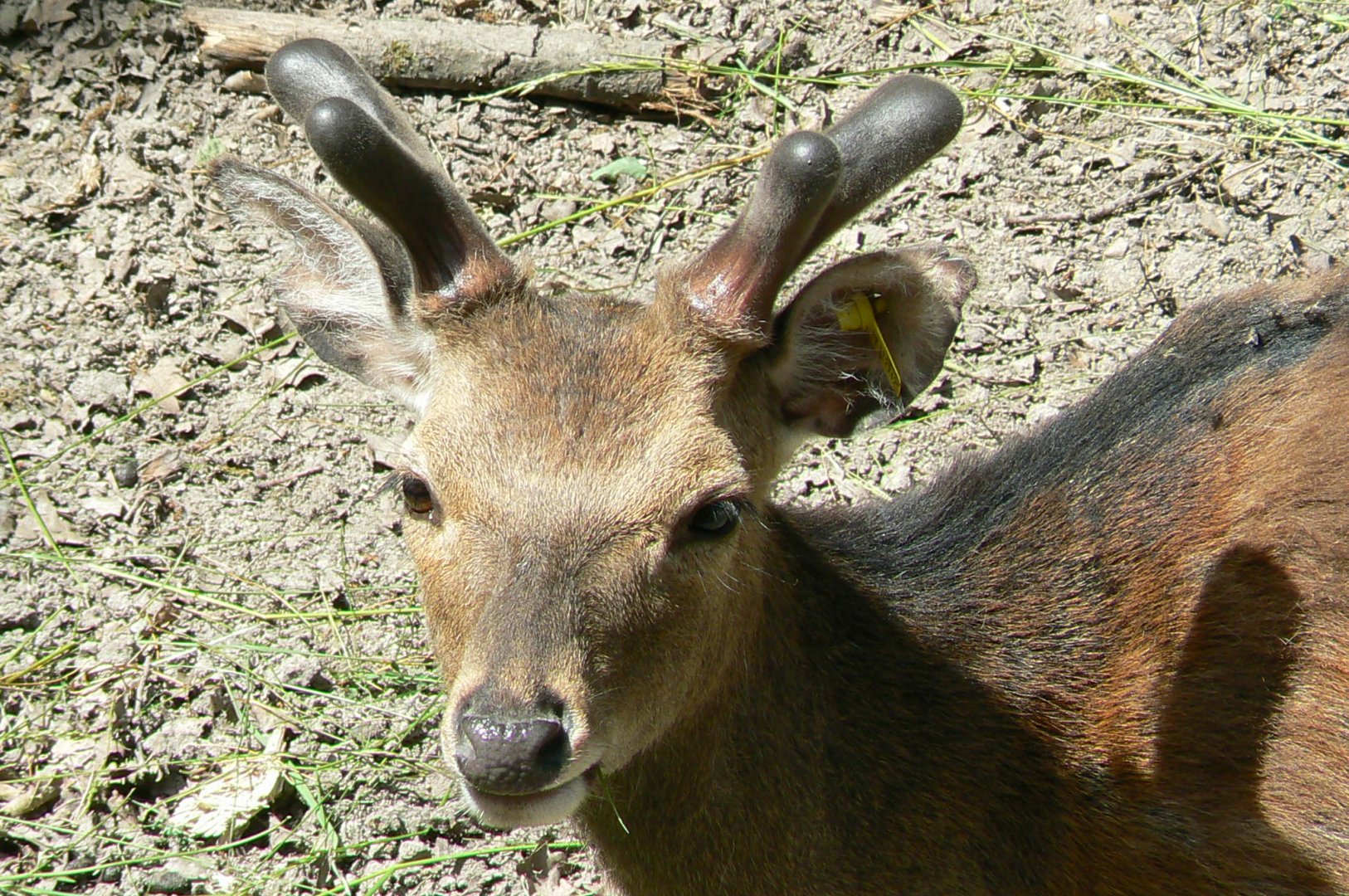 Le Pal - Sika deer