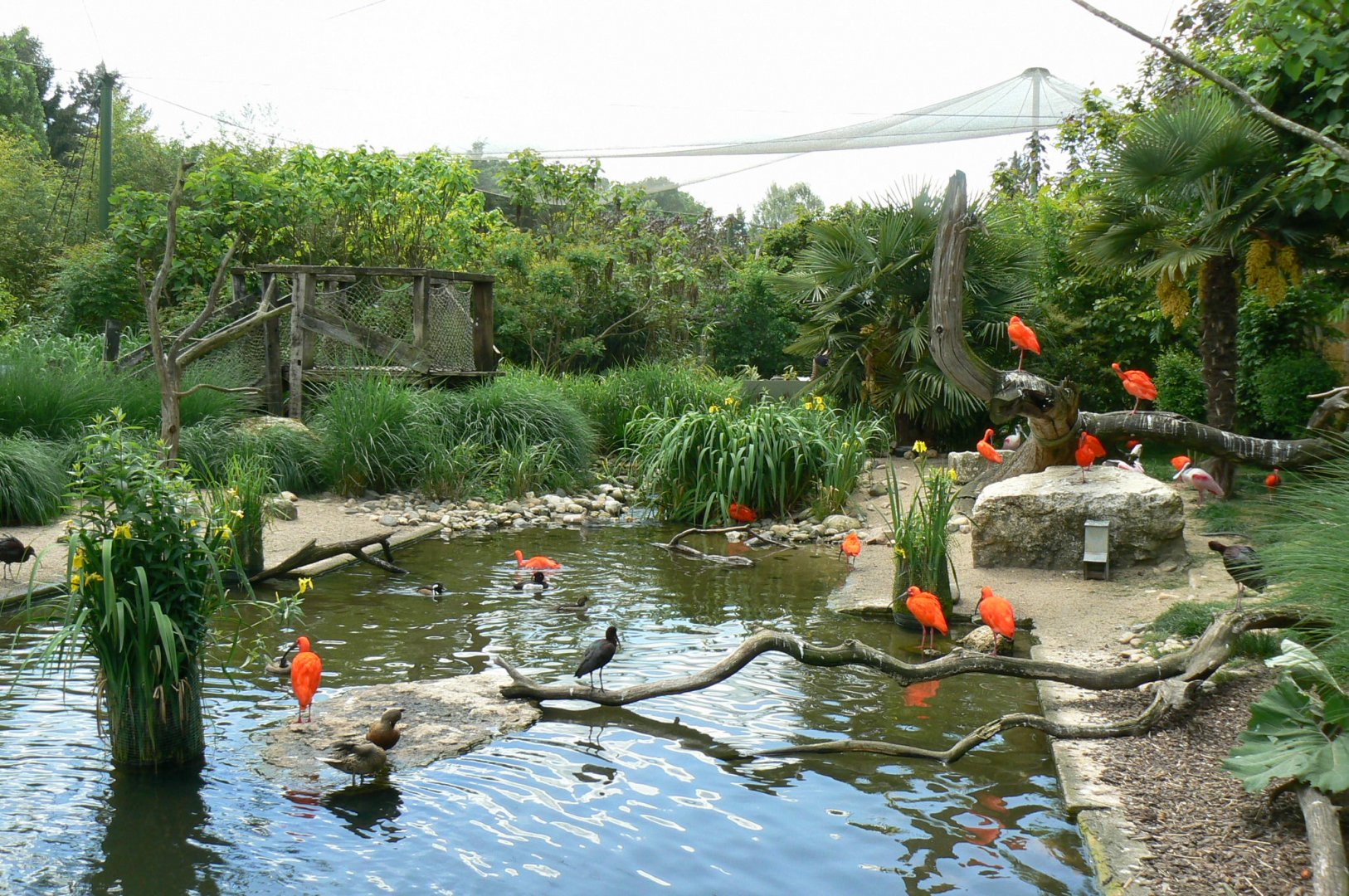 Le Pal - South american aviary