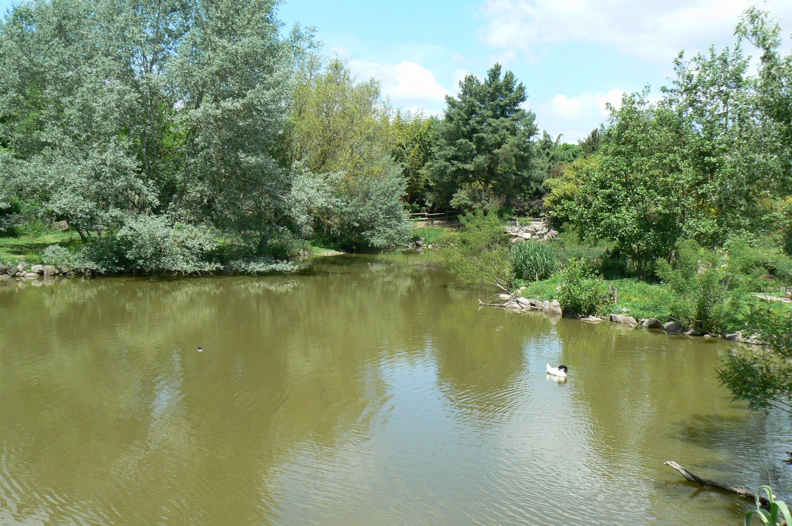 Le Pal - South american pond