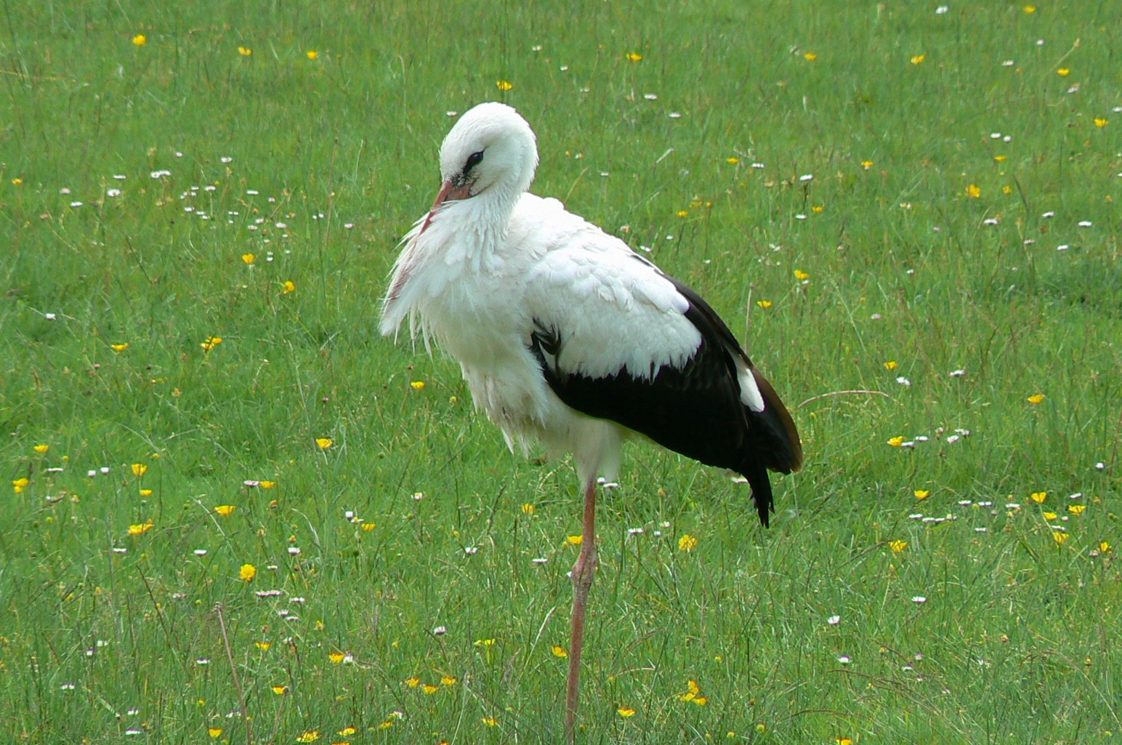Le Pal - White stork
