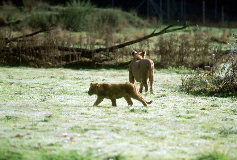 Le Parc Des Felins, Oct 26, 2009