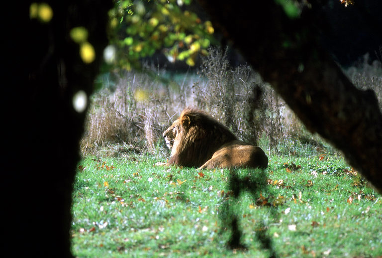 Le Parc Des Felins, Oct 26, 2009